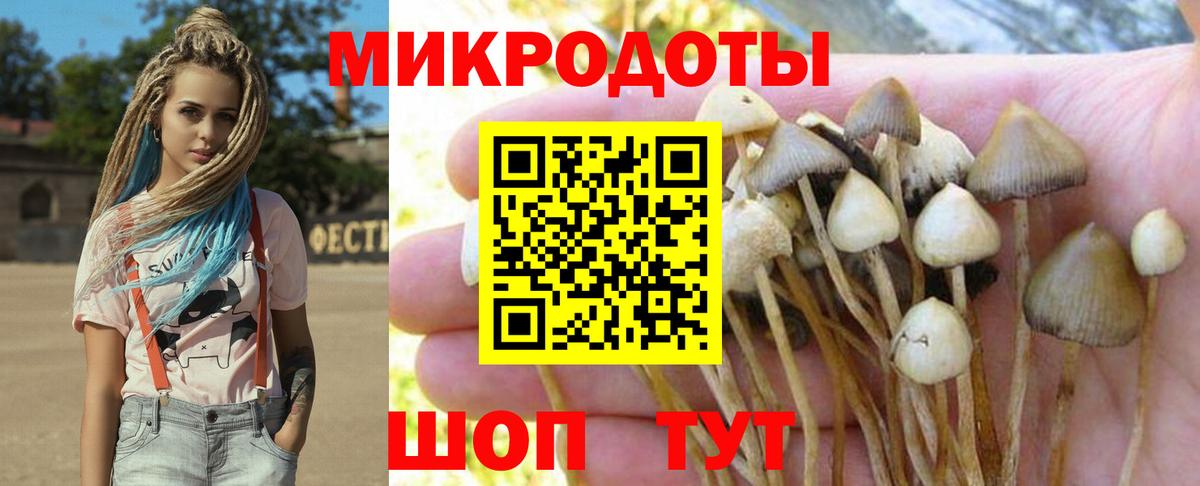 Псилоцибиновые грибы Cubensis Кизляр